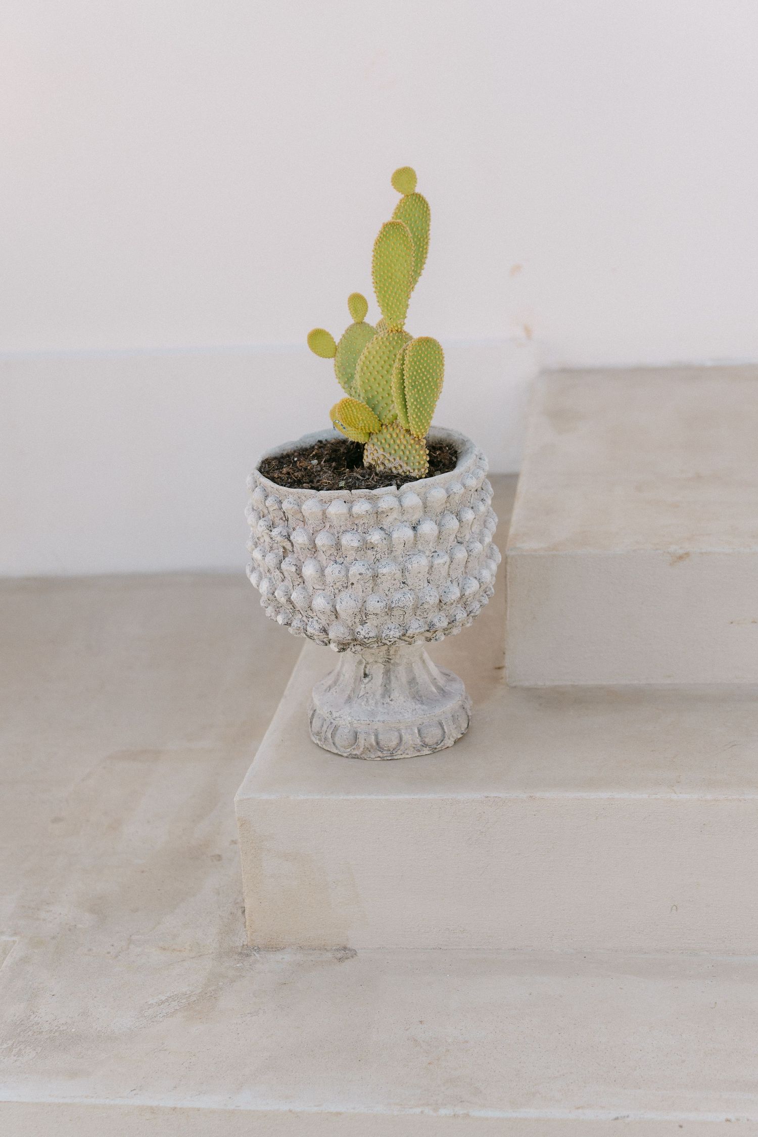 Small cactus plant in an ornate white textured planter on stone surface.