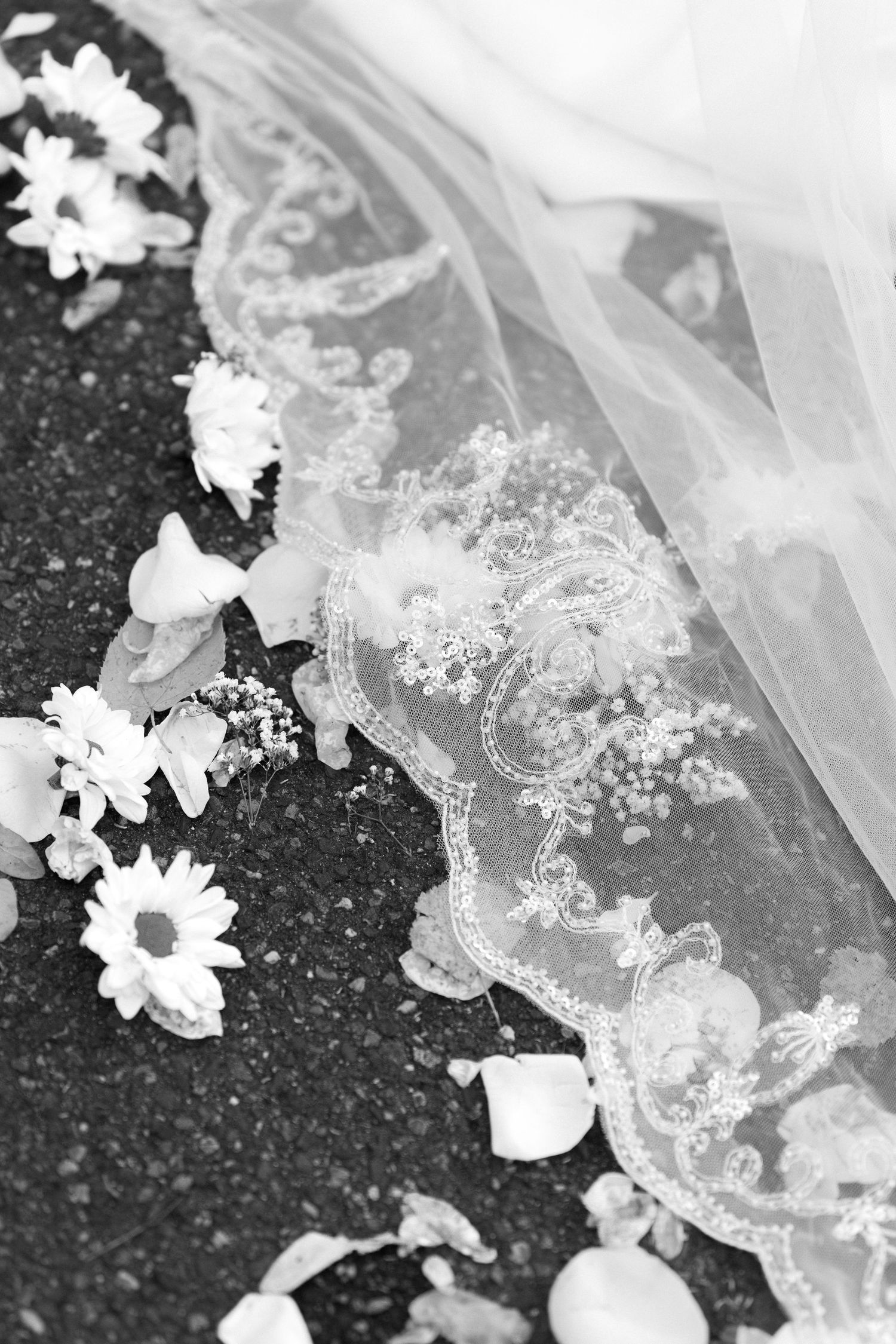 Black and white photo of a lace-trimmed bridal veil resting on dark ground, surrounded by scattered daisies and flower petals.