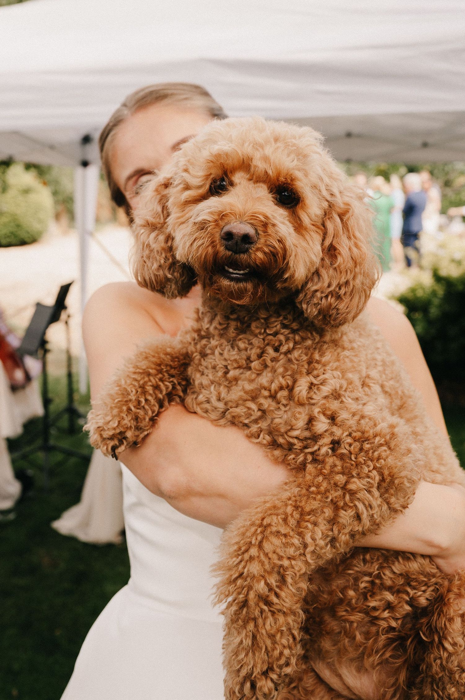 A woman in a white wedding dress holds an adorable fluffy golden doodle dog at an outdoor wedding reception.