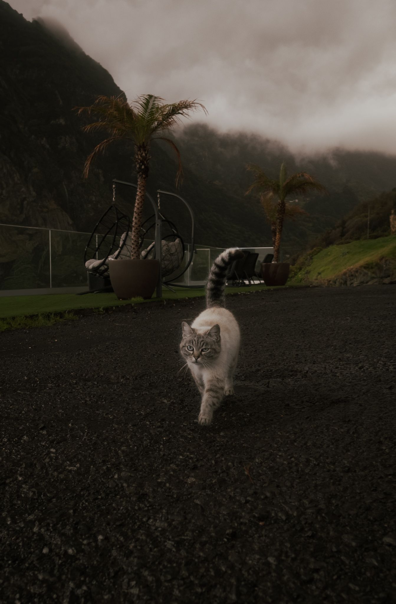 Hamna photographed a photo of a cat walking down a path in Madeira, Portugal