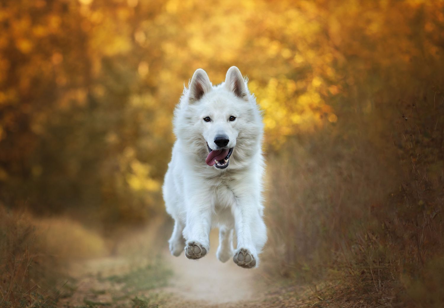 Séance photos animalières avec Allyson Photographies ( chiens chats chevaux ), à Cotignac dans le Var