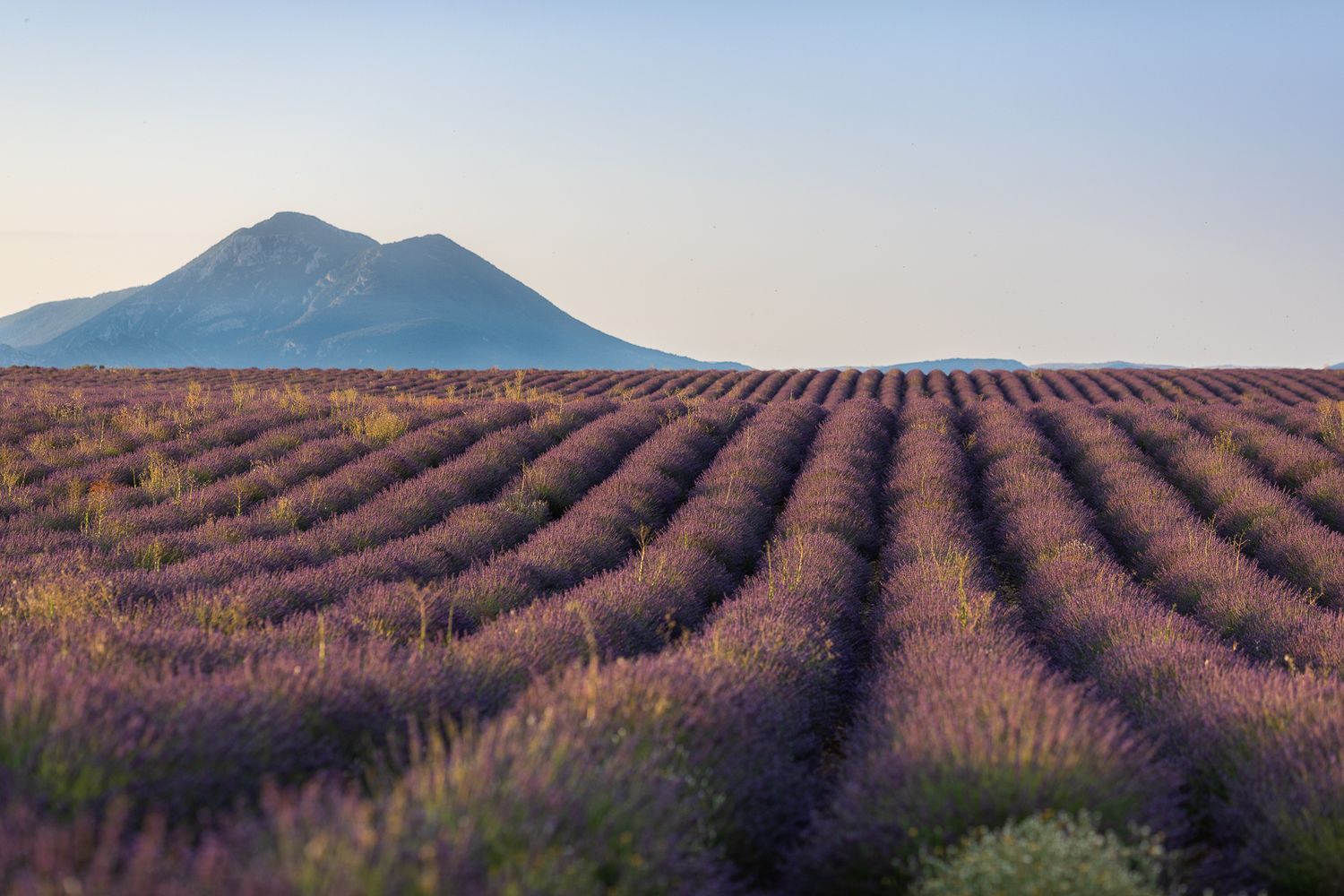 Valensole, provence