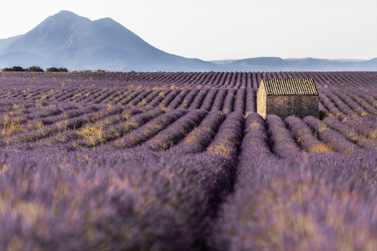 Valensole, provence