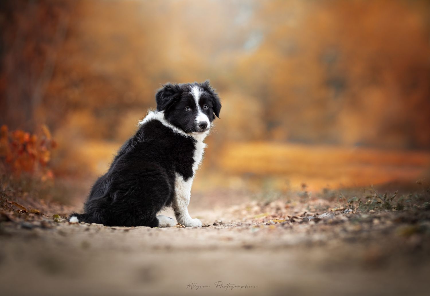 Séance photos animalières avec Allyson Photographies ( chiens chats chevaux ), à Cotignac dans le Var