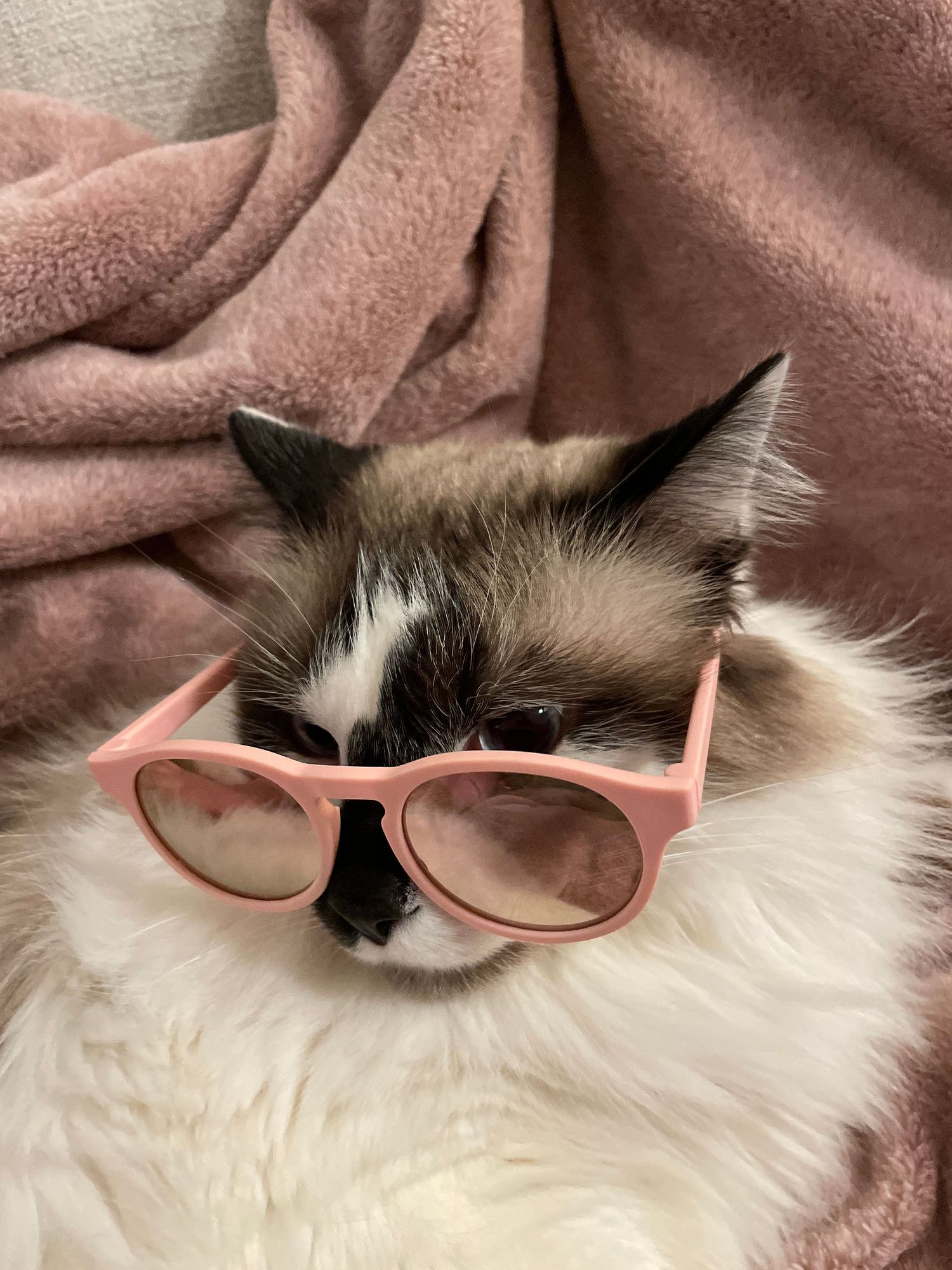 Cat wearing pink sunglasses while resting on a pink blanket.
