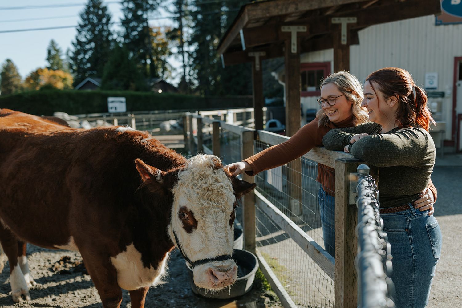 Two people petting a brown and white cow through a fence at a farm.