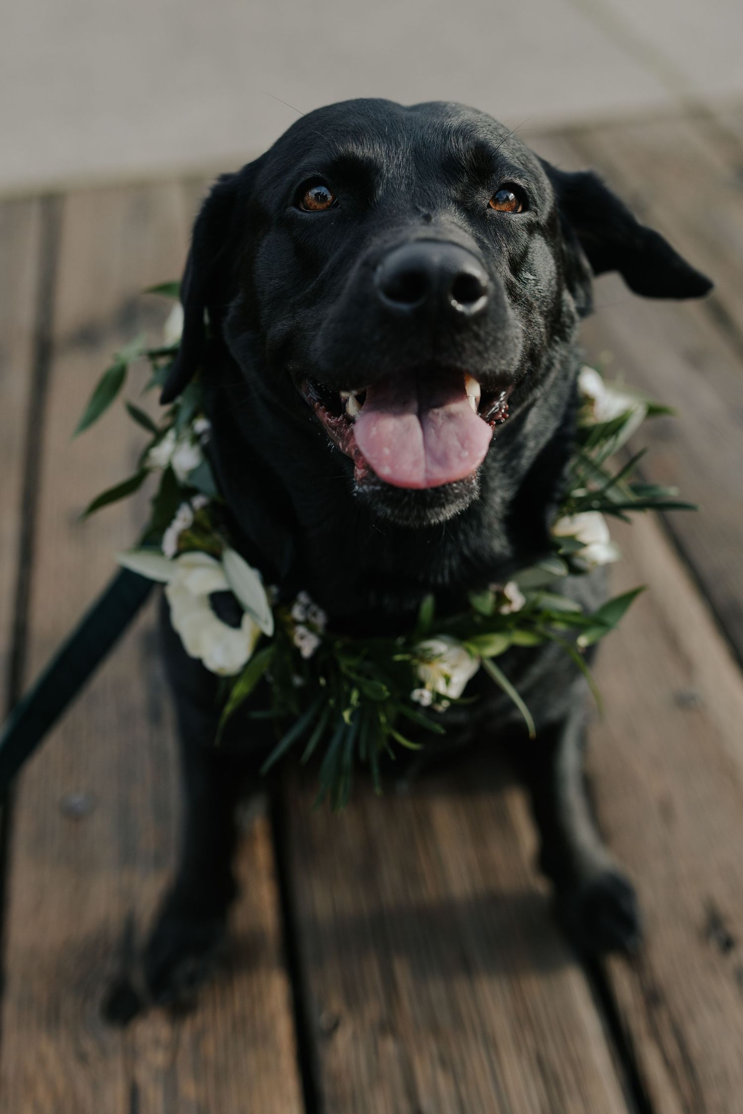 A happy black dog wearing a floral collar smiles at the camera on wooden decking.
