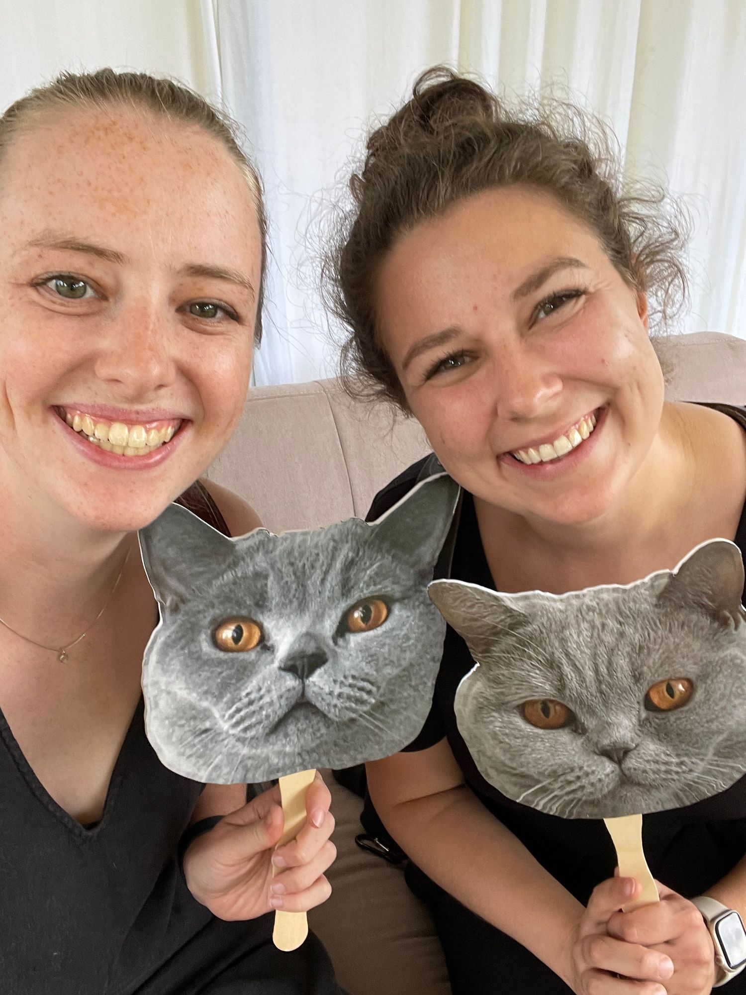 A grey British Shorthair cat posing for selfies.
