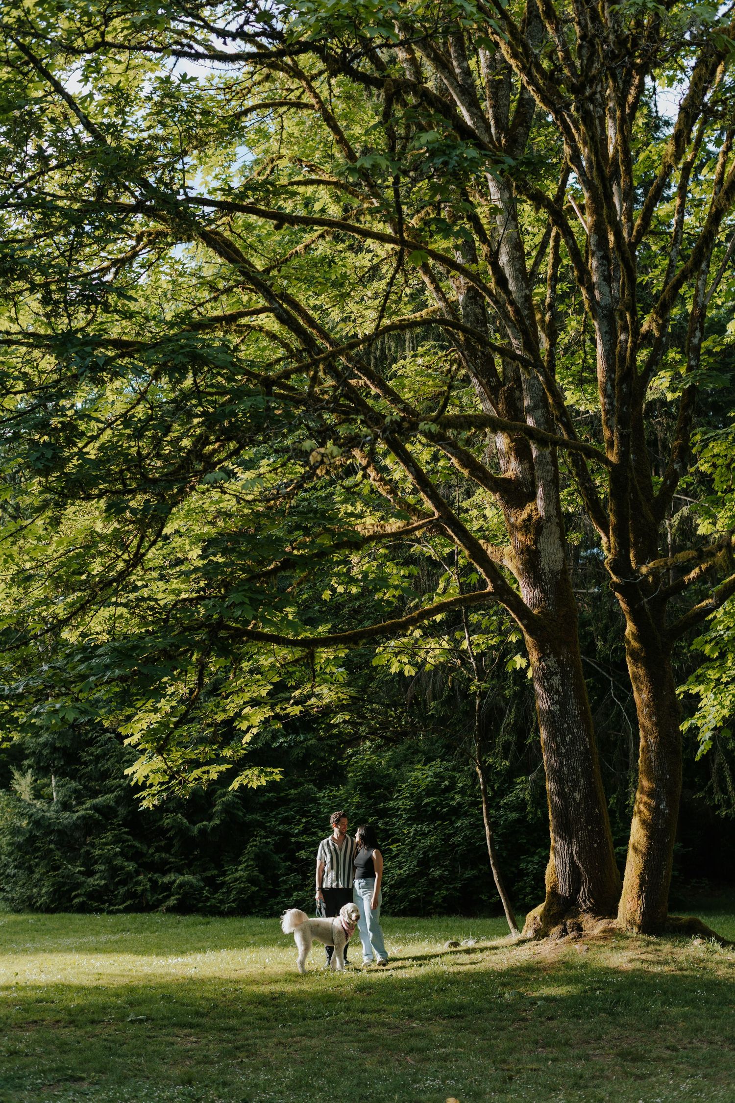 Couple walking white dog under large tree in lush green park on sunny day.