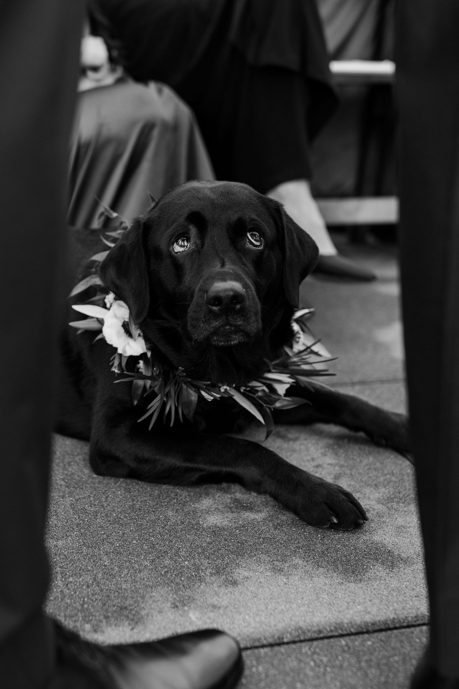 Close-up of a black dog lying down wearing small white flower decorations.