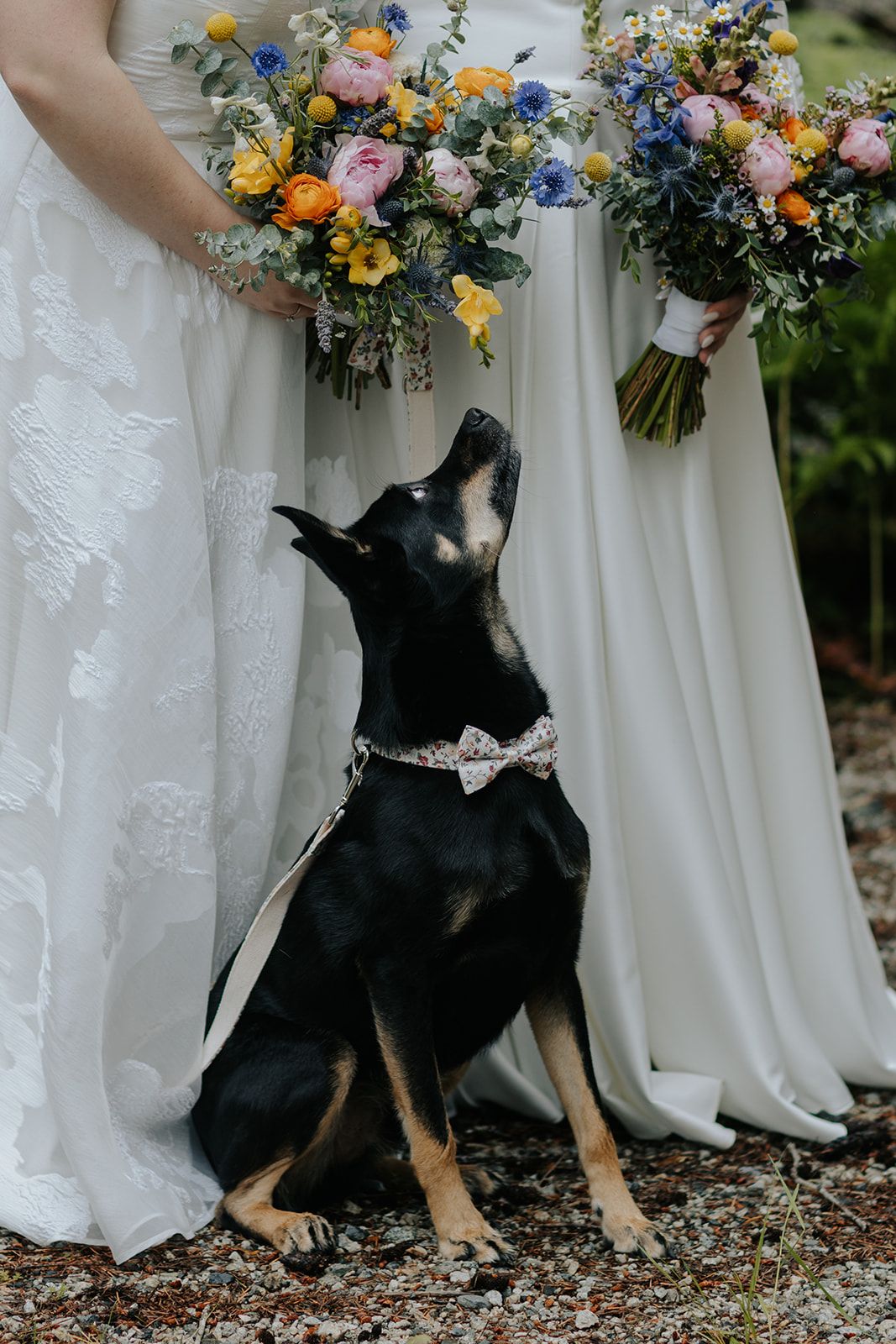 Row of white wedding dresses with colorful bouquets and a black dog in the center.