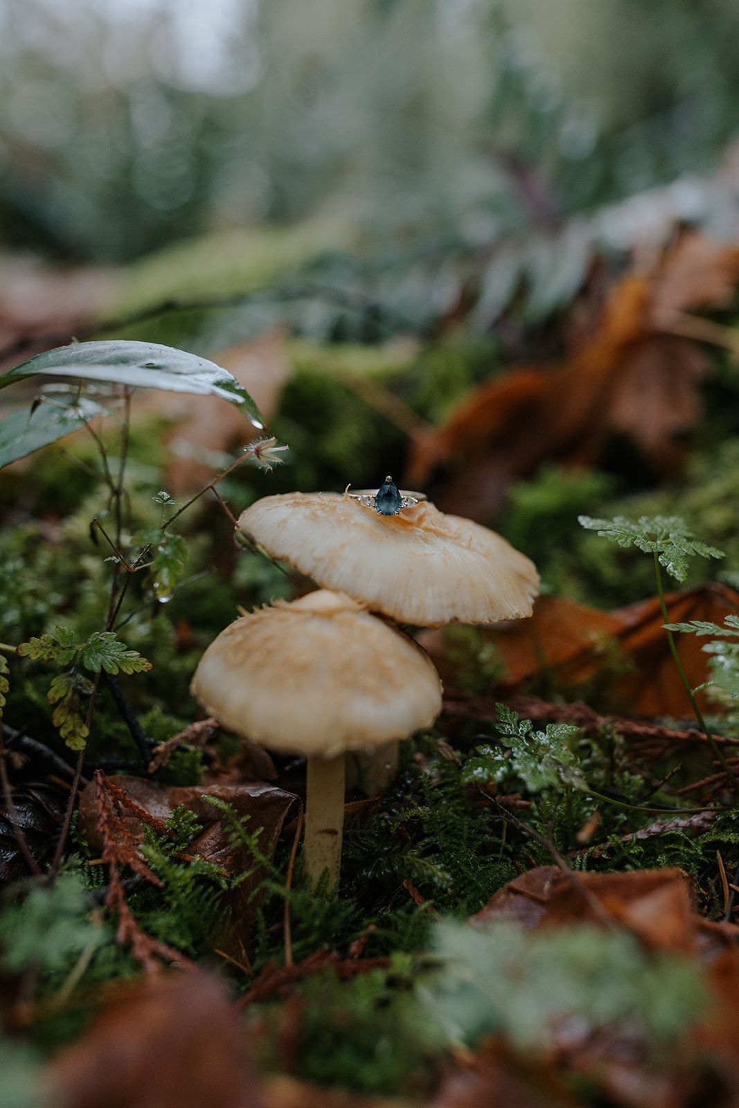 Close-up of small white mushrooms growing among moss and fallen leaves in a forest setting.