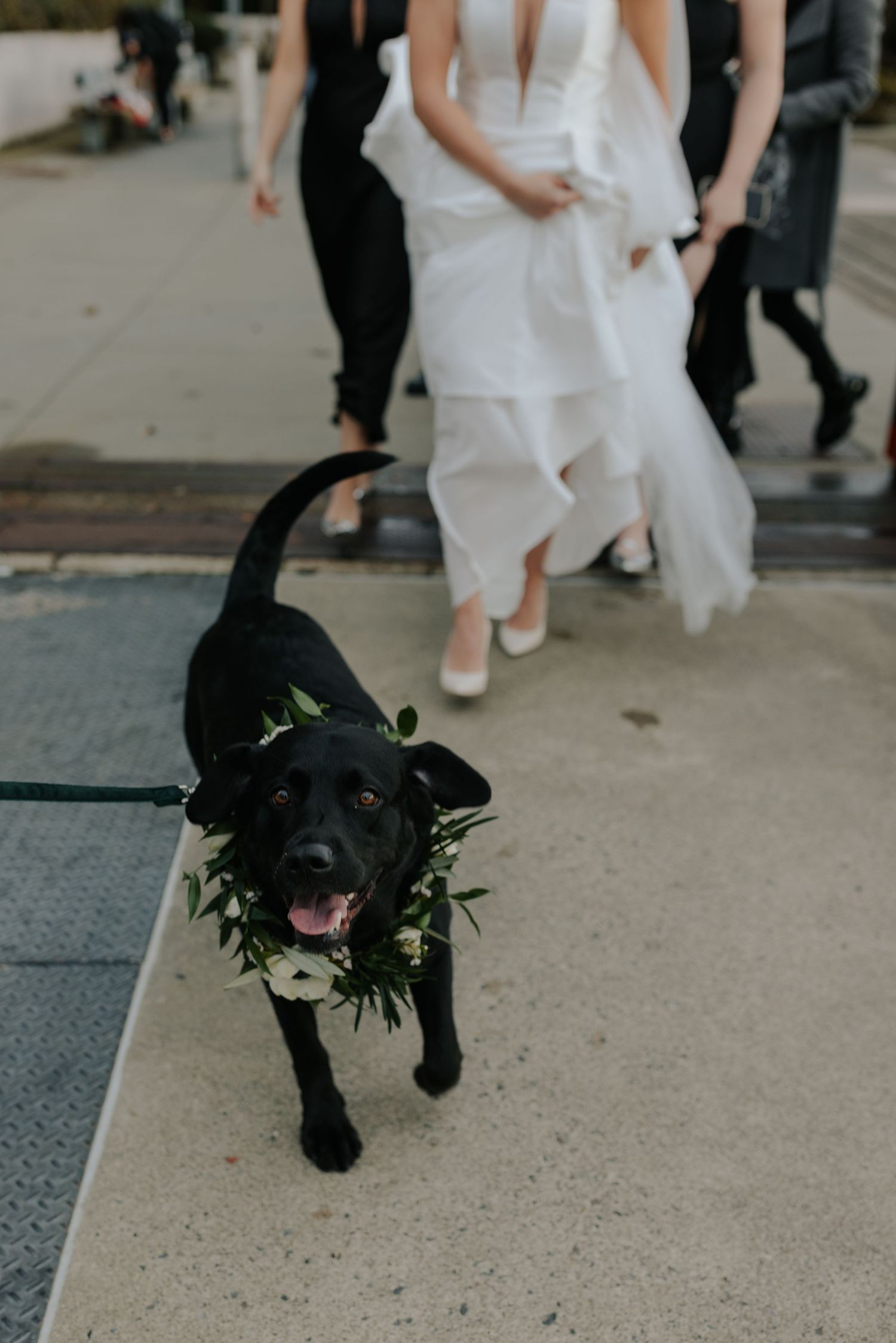 A small black dog wearing a floral collar walks on concrete near flowing white fabric.