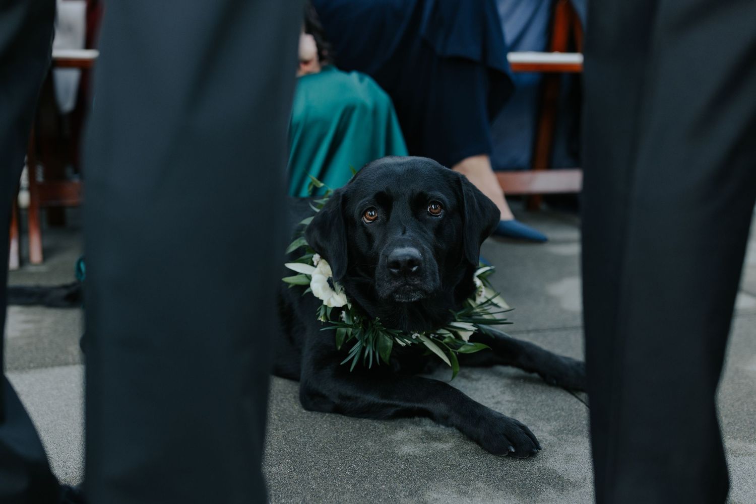 A black dog wearing a floral collar stands among formal attire at an event.