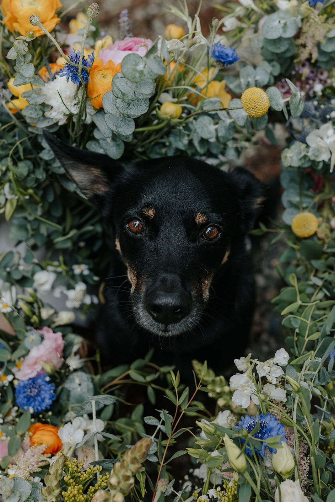 Close-up of a black dog surrounded by colorful wedding flowers and greenery.