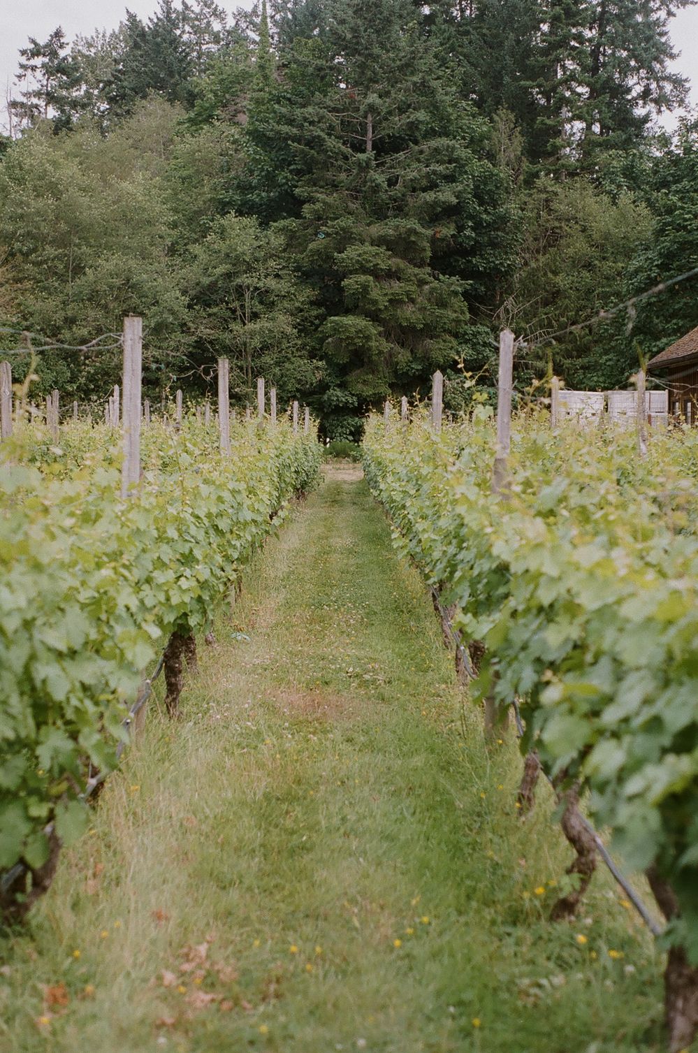 Rows of grapevines growing in a vineyard with a grassy path between them.
