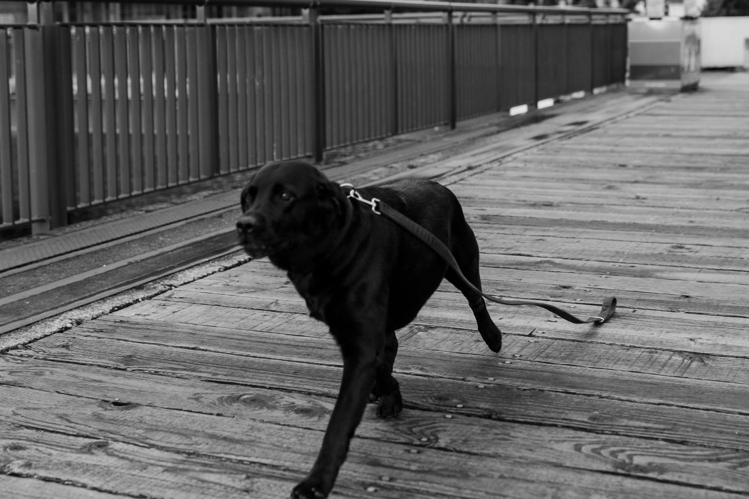 A sequence of black and white photos shows a dog jumping and playing on a wooden deck or boardwalk.