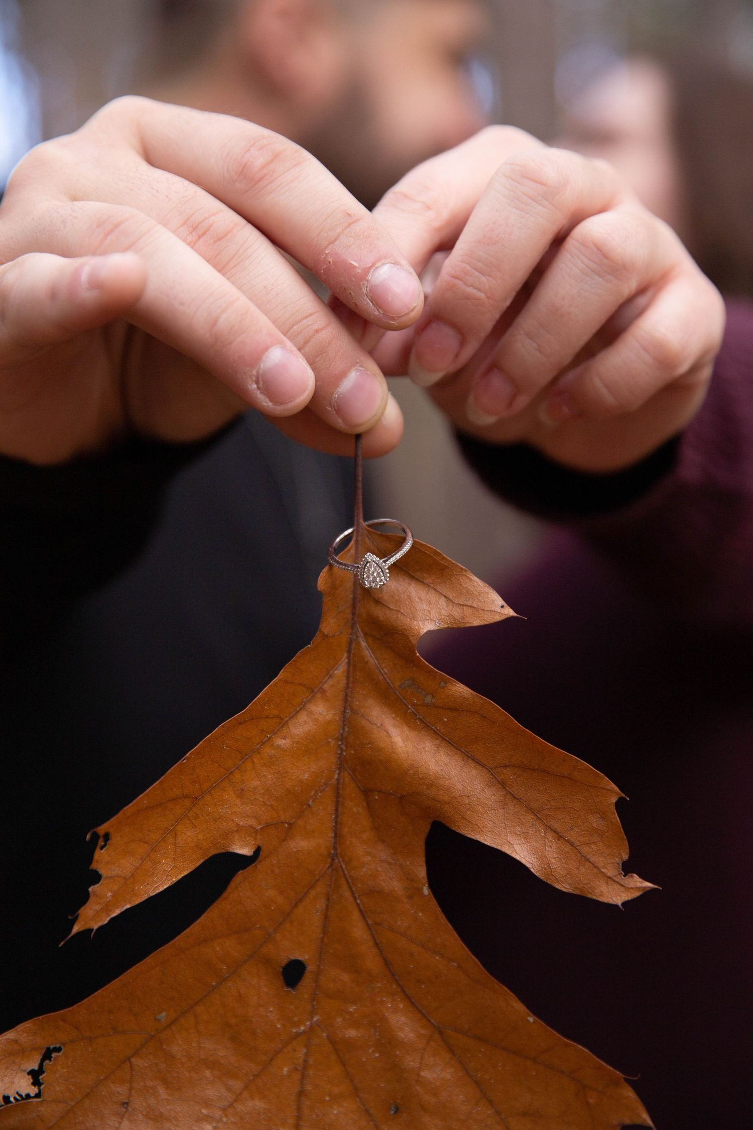 Close-up sequence of hands holding and examining a dried brown autumn oak leaf against a dark background.