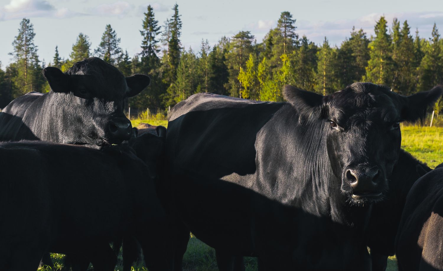 Alatalo Angus - anguksen liha.