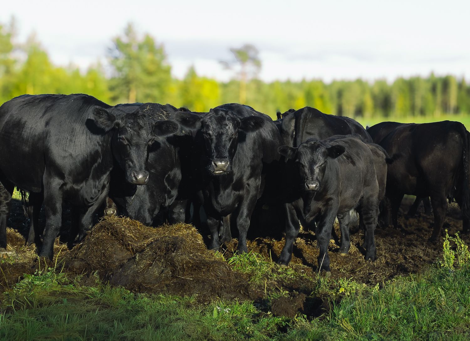Onnelliset eläimet - Alatalo Angus