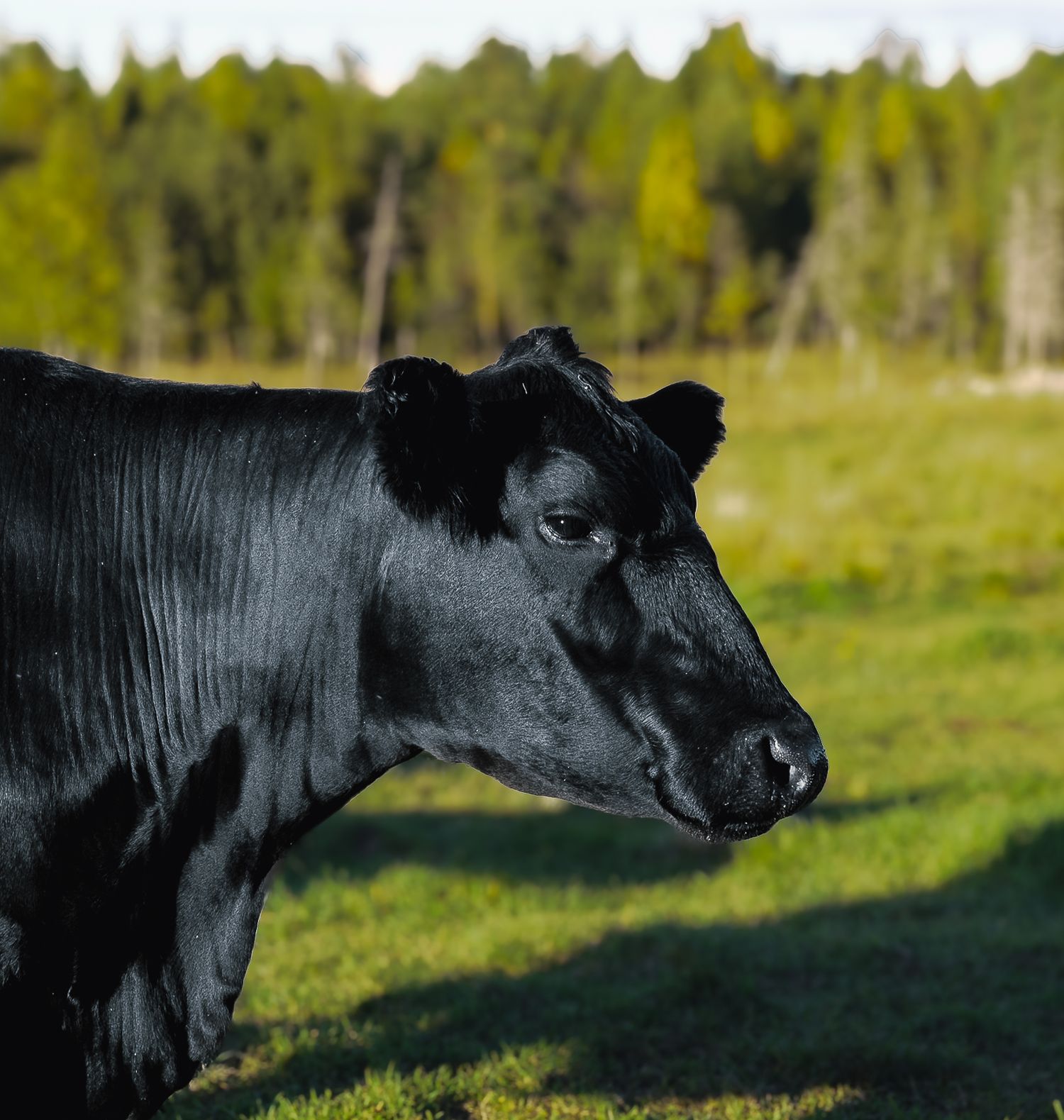 Sodankylä Alatalo Angus x Katri Herukka