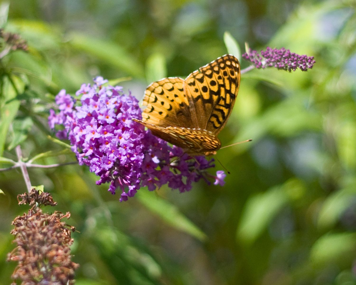 A vibrant orange fritillary butterfly perches on purple buddleia flowers in a sunny garden.