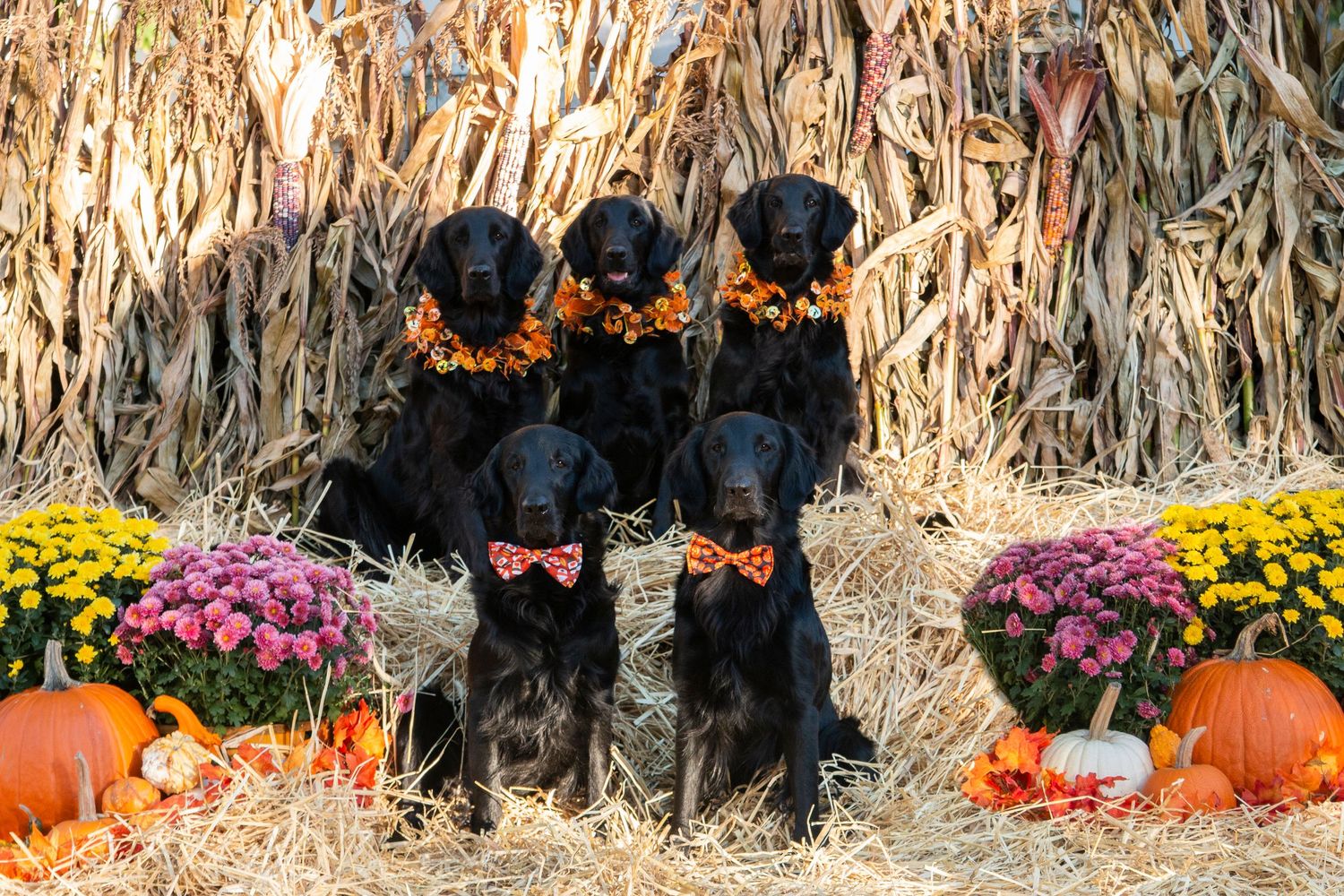 Five black Labrador Retrievers wearing fall floral collars posed with pumpkins and mums in harvest display.