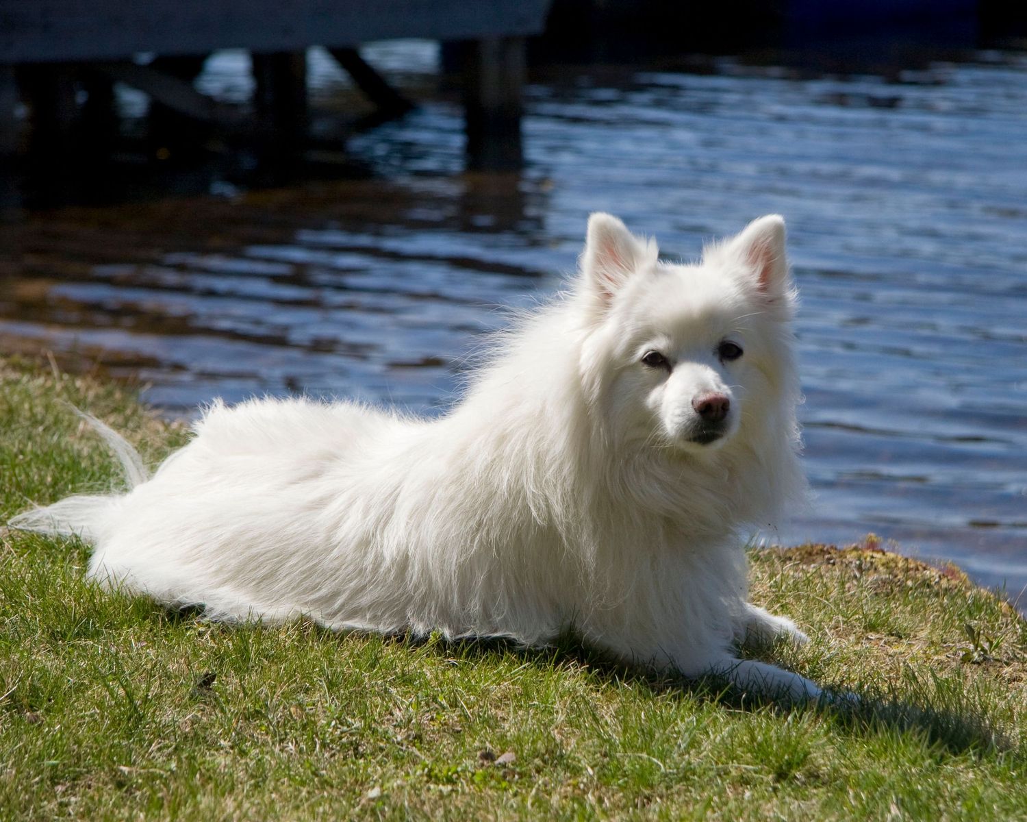 Fluffy white American Eskimo dog rests on green grass near a calm waterfront on a sunny day.