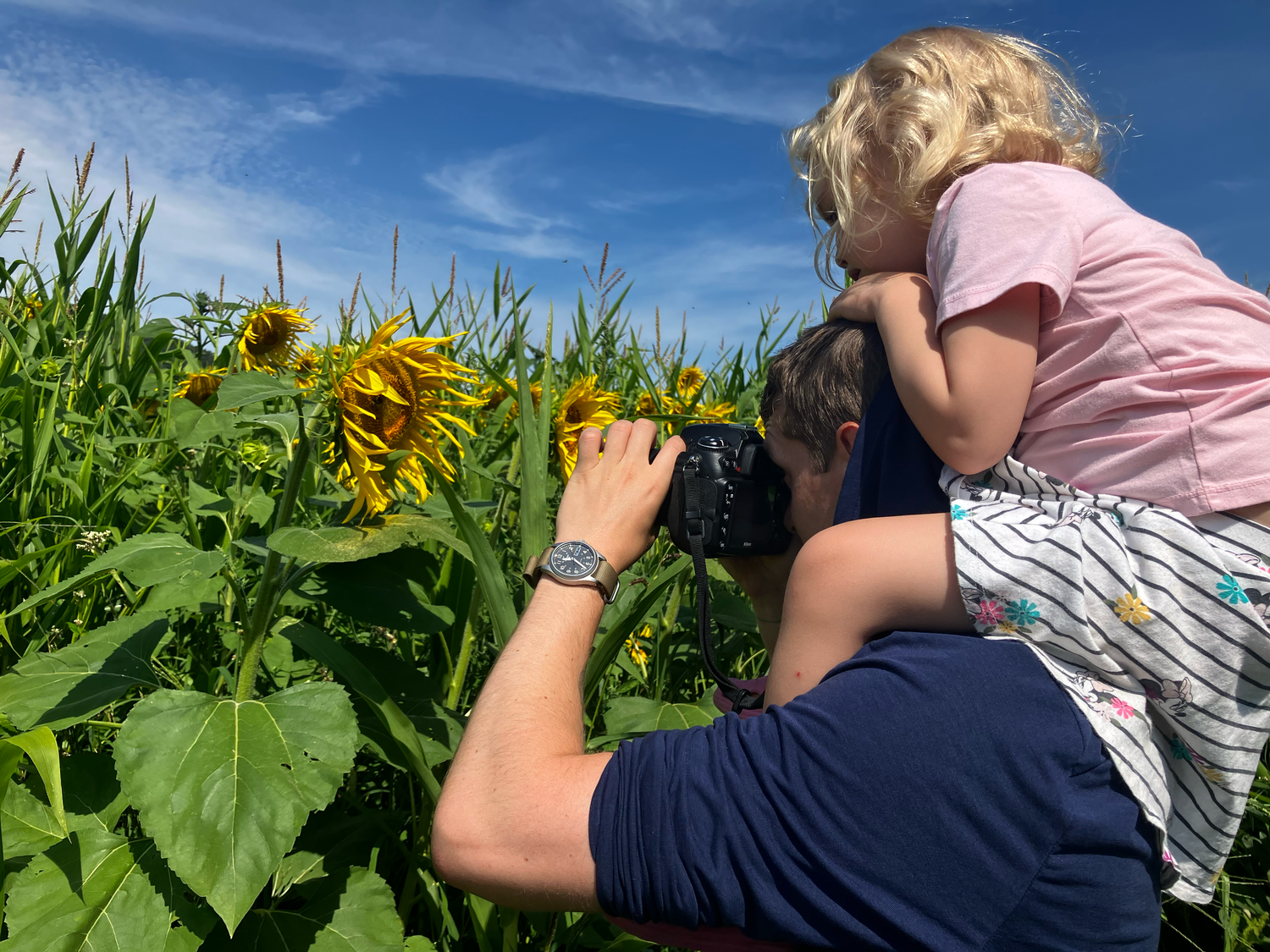 A child sits on photographer's shoulders while he takes a photo of sunflowers.