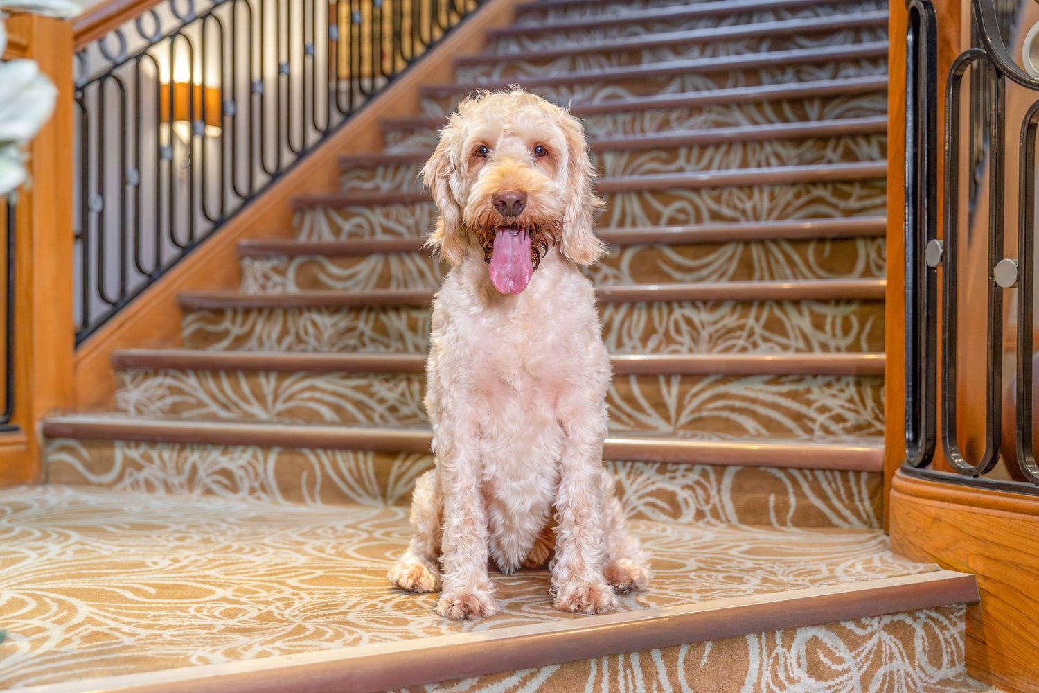 A small fluffy dog with a pink bow sits on an ornate patterned carpet near wooden stairs.