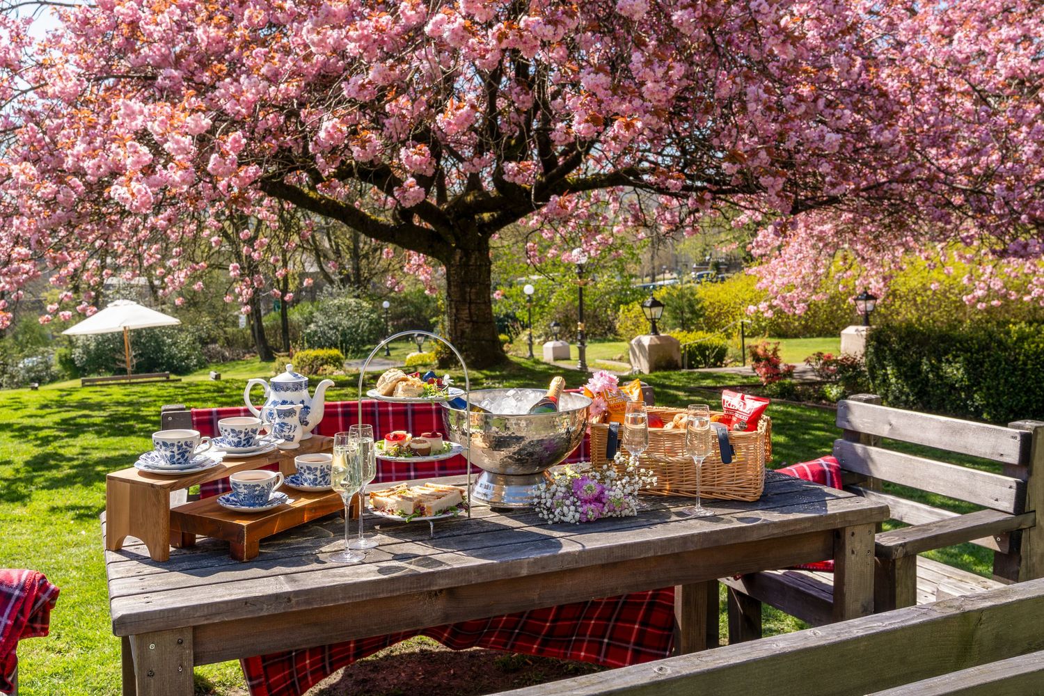 Outdoor picnic table set with tea and treats under a blooming pink cherry blossom tree in a lush green garden.