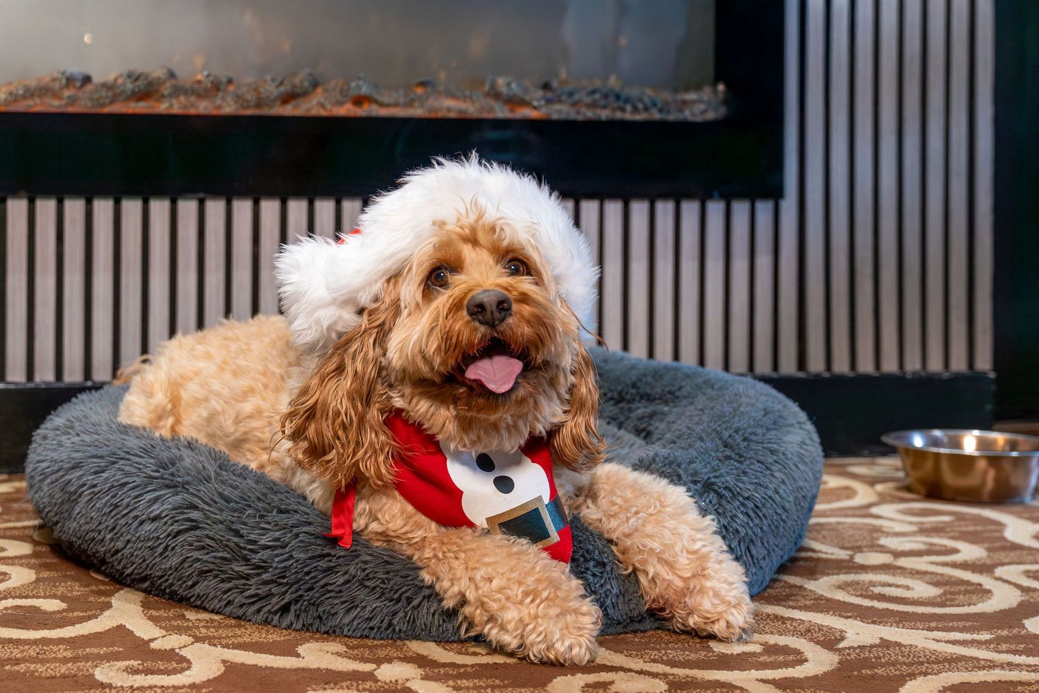 Goldendoodle dog wearing red bandana lies comfortably on grey bed with patterned rug underneath.