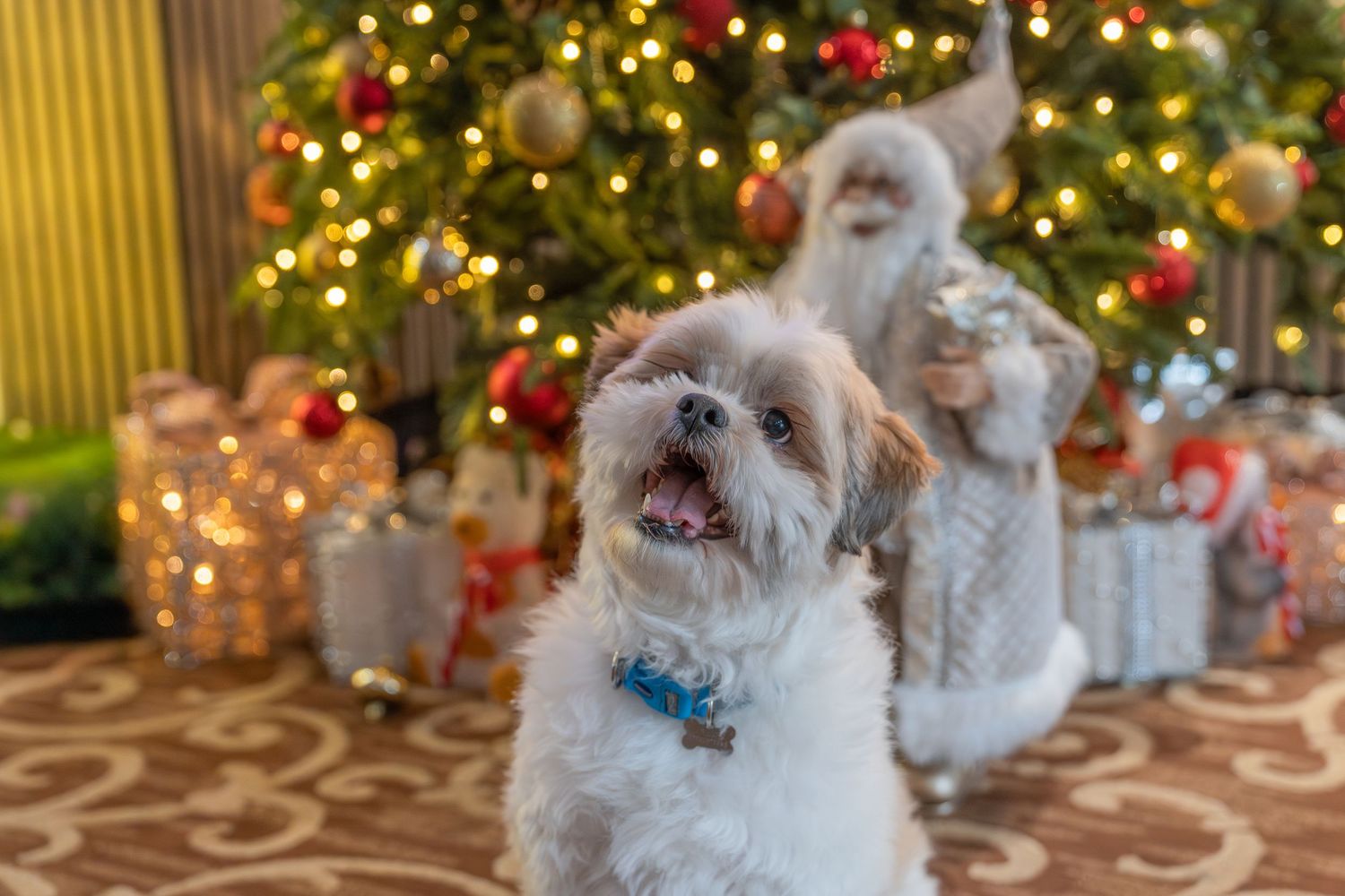 Small white fluffy dog poses in front of a Christmas tree with twinkling lights and red ornaments in the background.