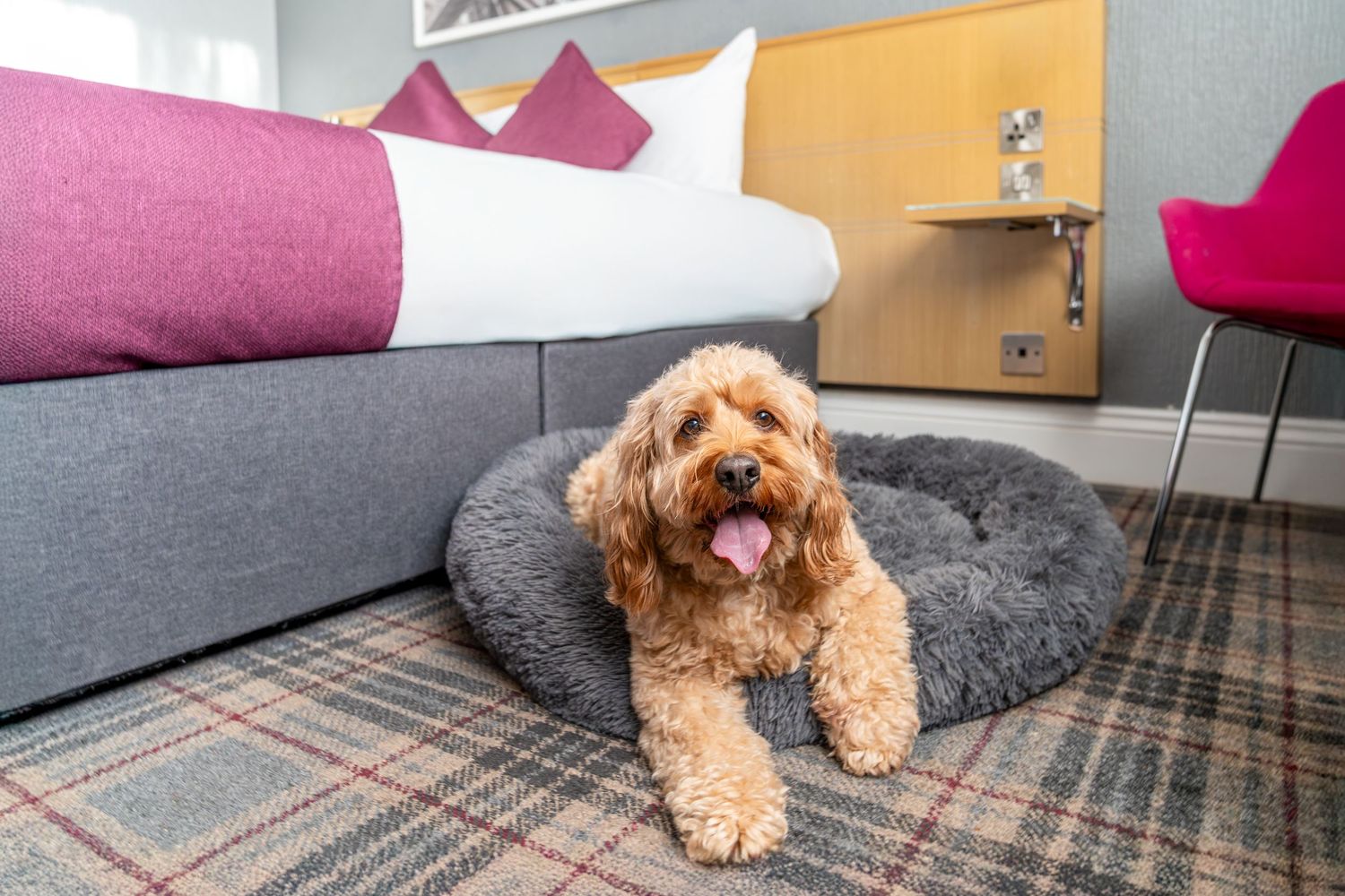 A small brown Goldendoodle puppy lies on a gray carpet in various playful poses showing its tongue and fluffy fur.