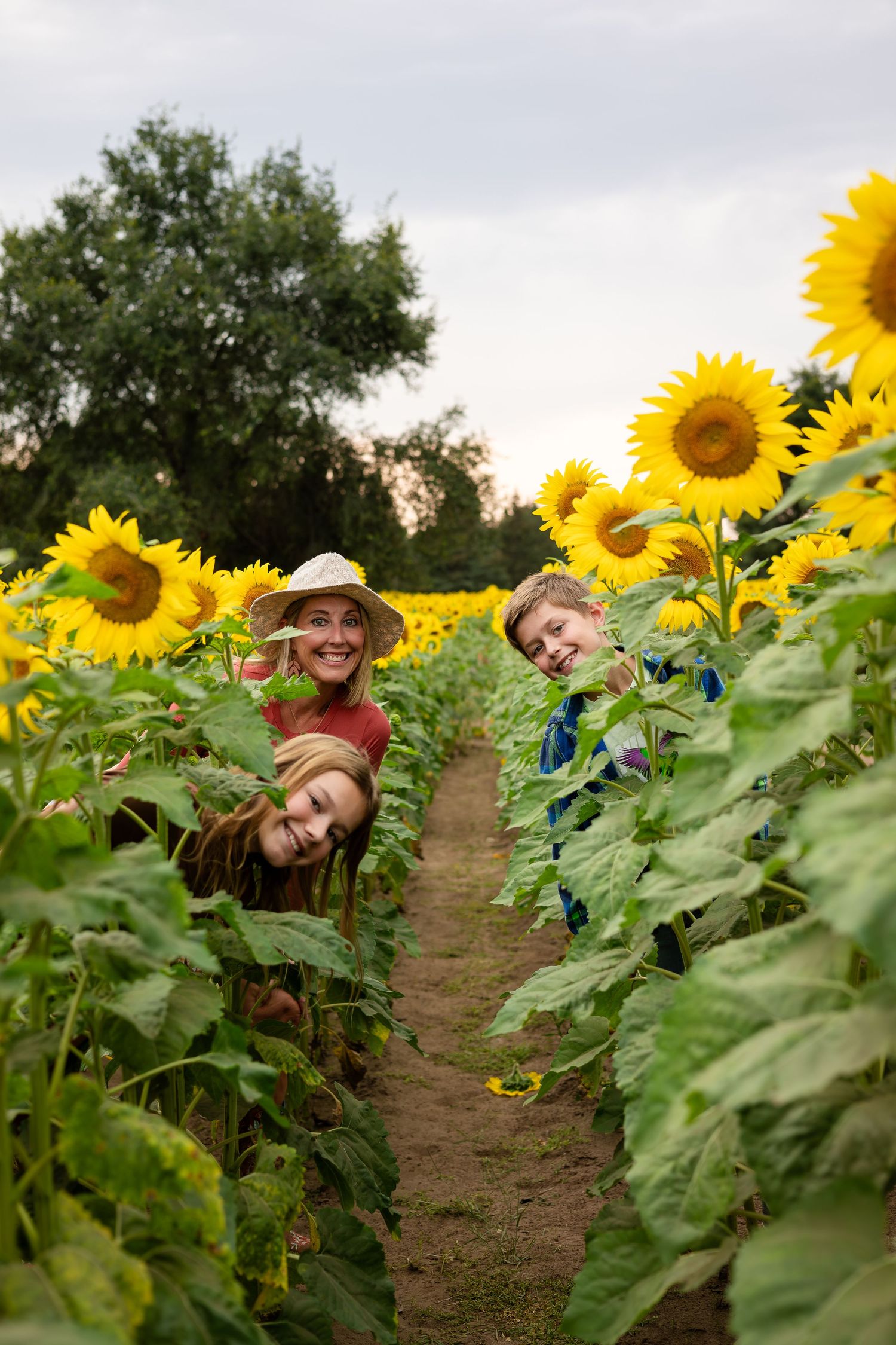 People playfully peek through rows of tall sunflowers in a field.