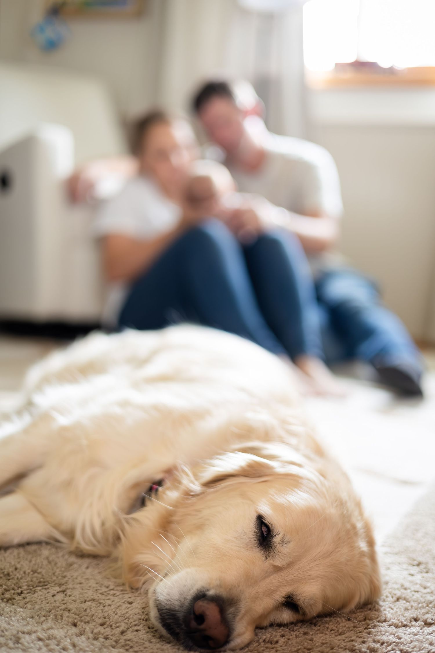Golden retriever dog resting peacefully on carpet while family spends time together in background.