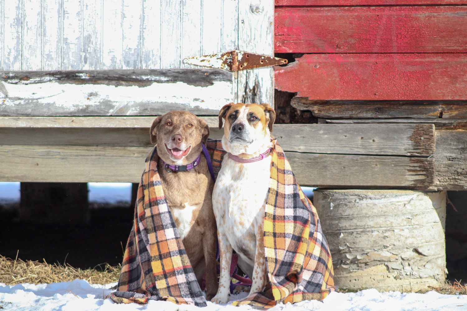 Two dogs wrapped in plaid blankets sit together against a rustic barn wall in winter.