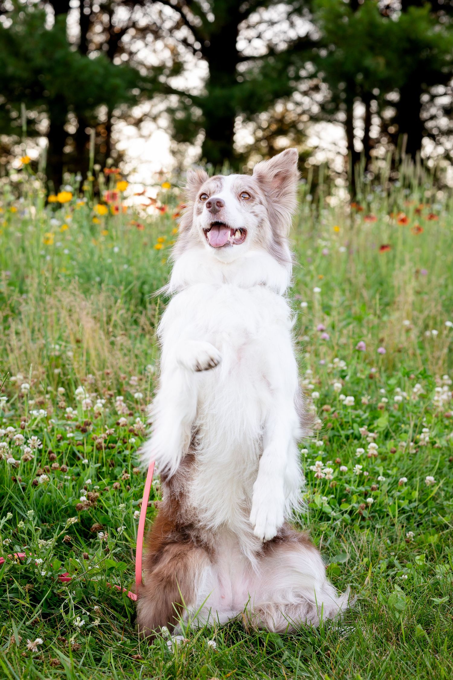 A happy Australian Shepherd dog sits in a meadow of white wildflowers on a sunny summer day.