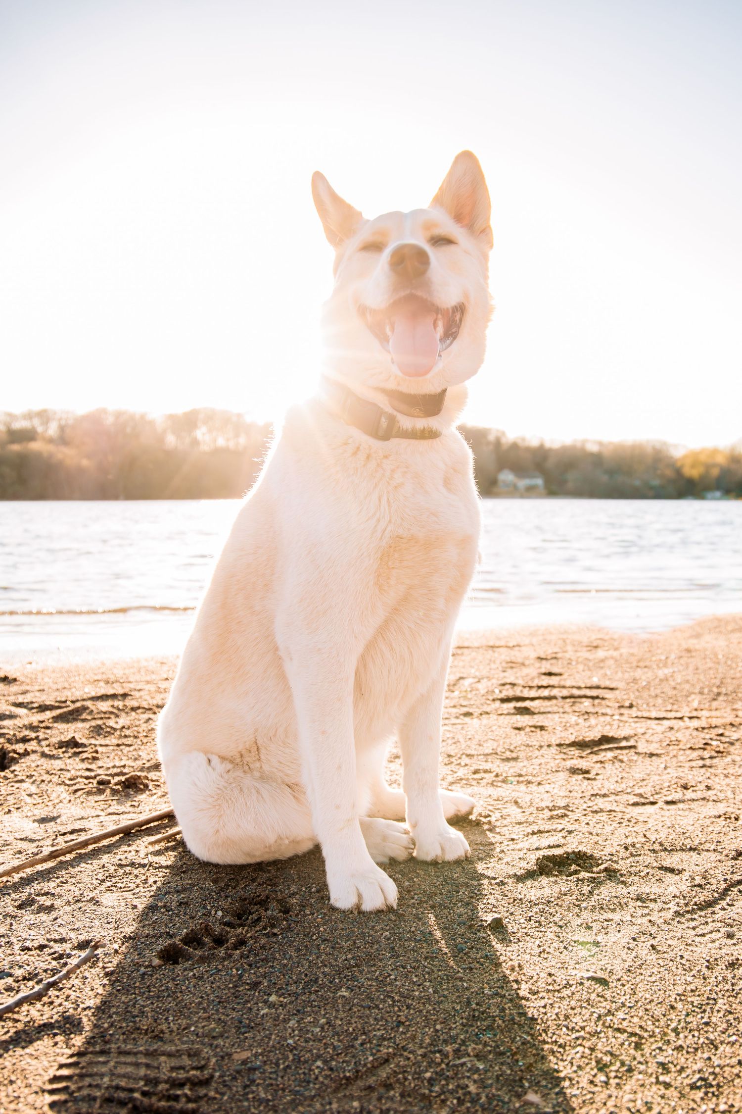 White dog sitting on sandy beach at sunset with glowing backlight.