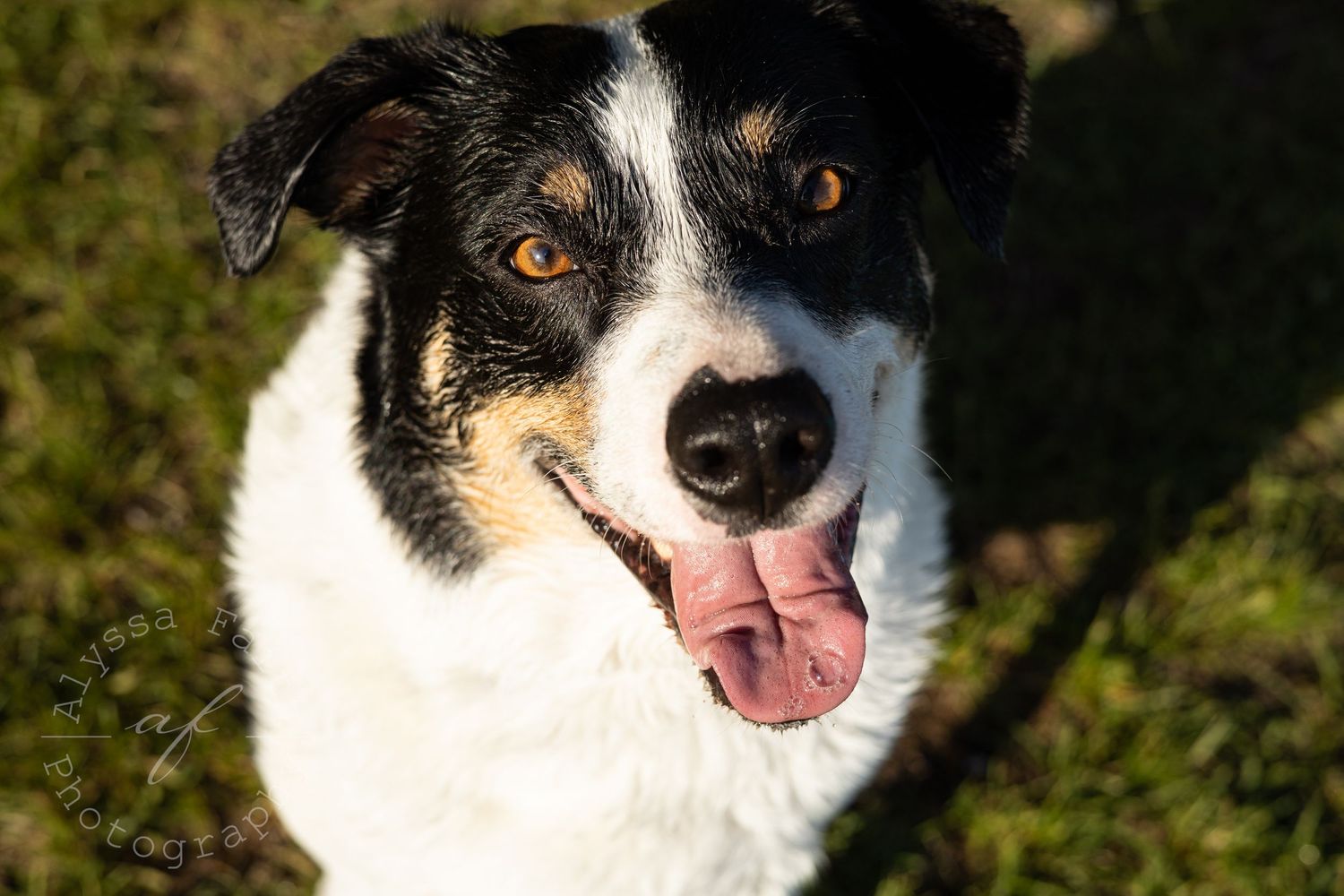 Close up of a smiling black and white dog with bright eyes in sunlight.