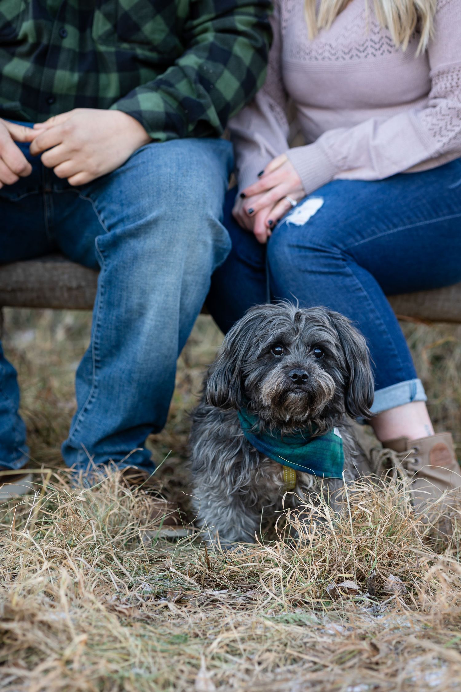 A small black dog with a bandana sits in hay while people rest nearby.