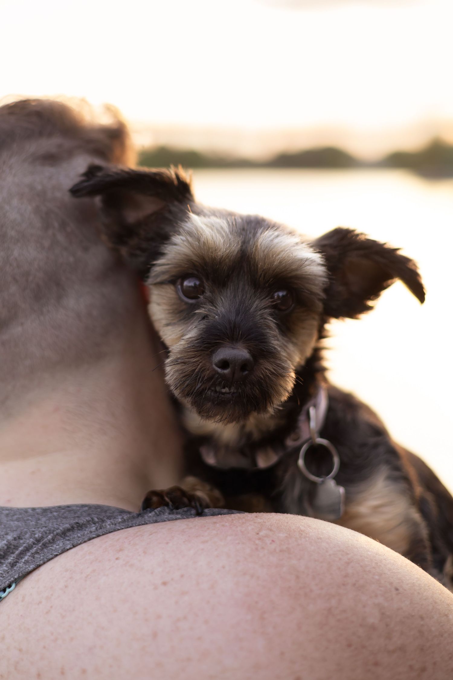 Close up of a small scruffy terrier dog with dark fur.