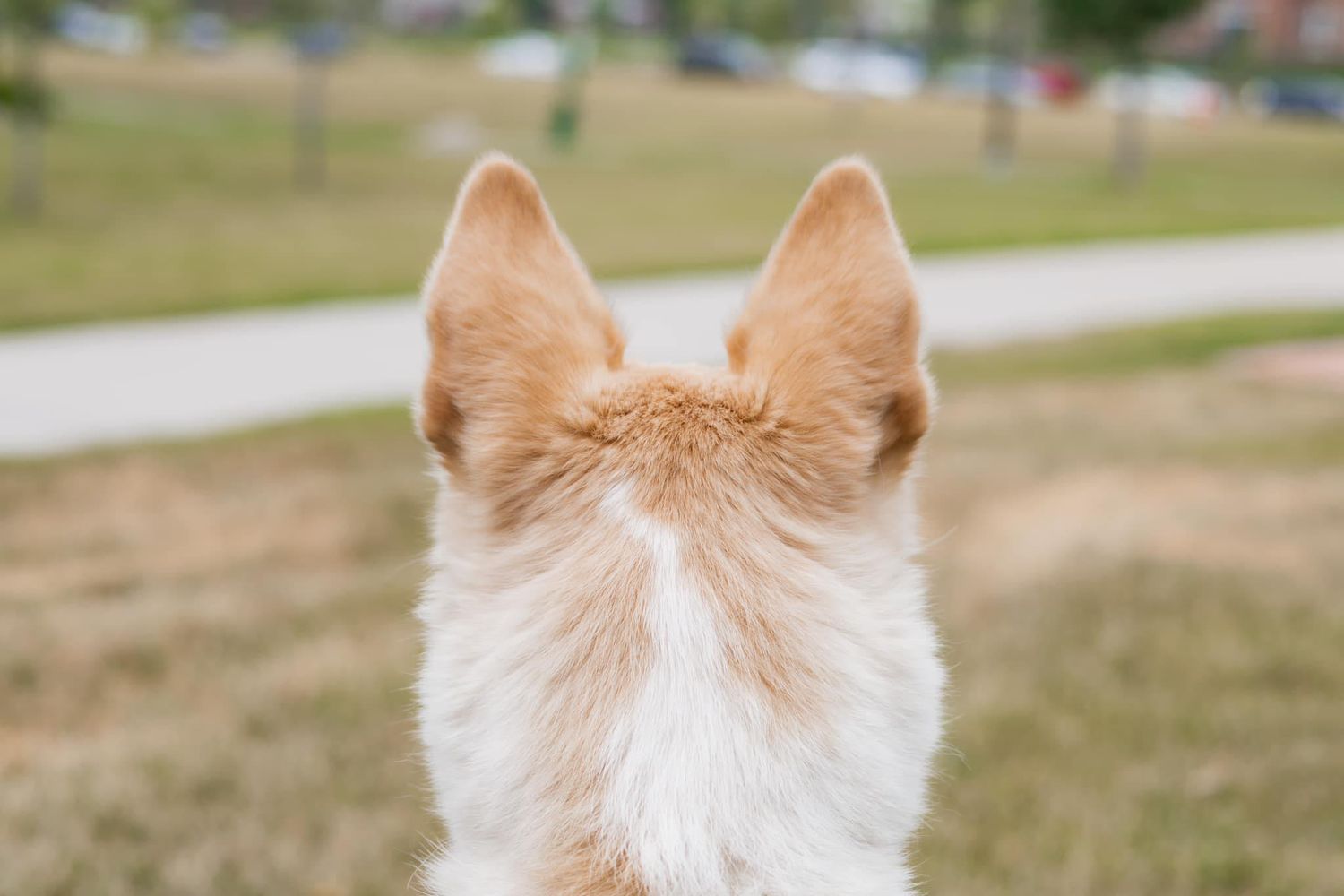 Fluffy white dog photographed from behind in sunny outdoor setting.