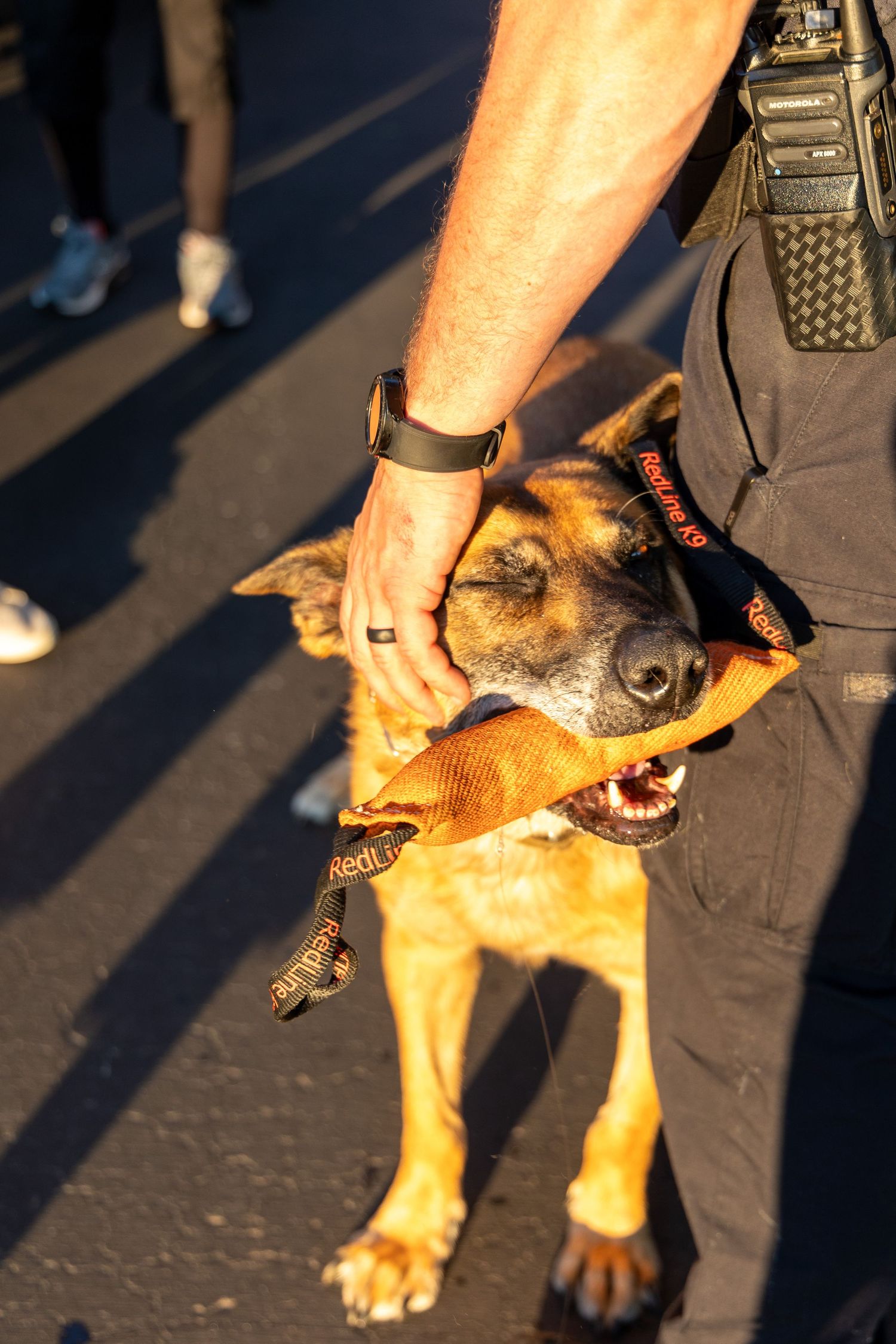 Close-up of police K-9 dog wearing service collar during training exercise.
