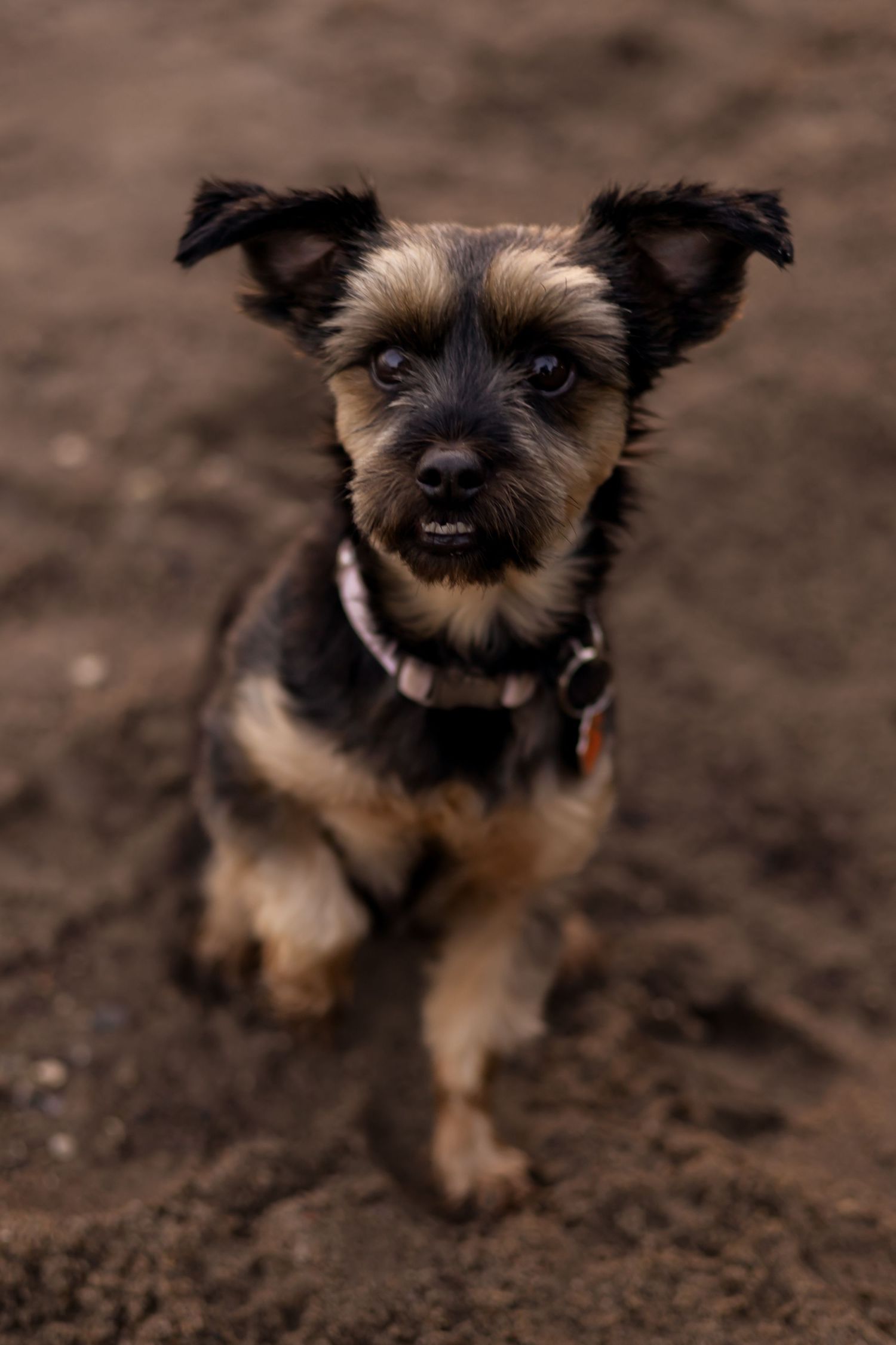 Small brown and black terrier mix puppy looking up at camera on dirt ground.