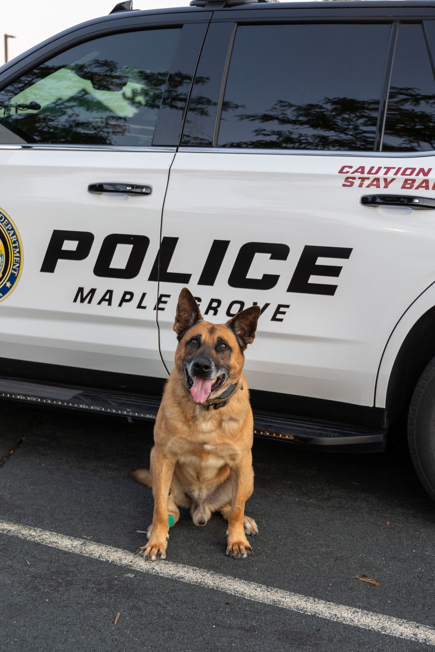 Police K-9 dog sits at attention next to Maple Grove patrol vehicle.