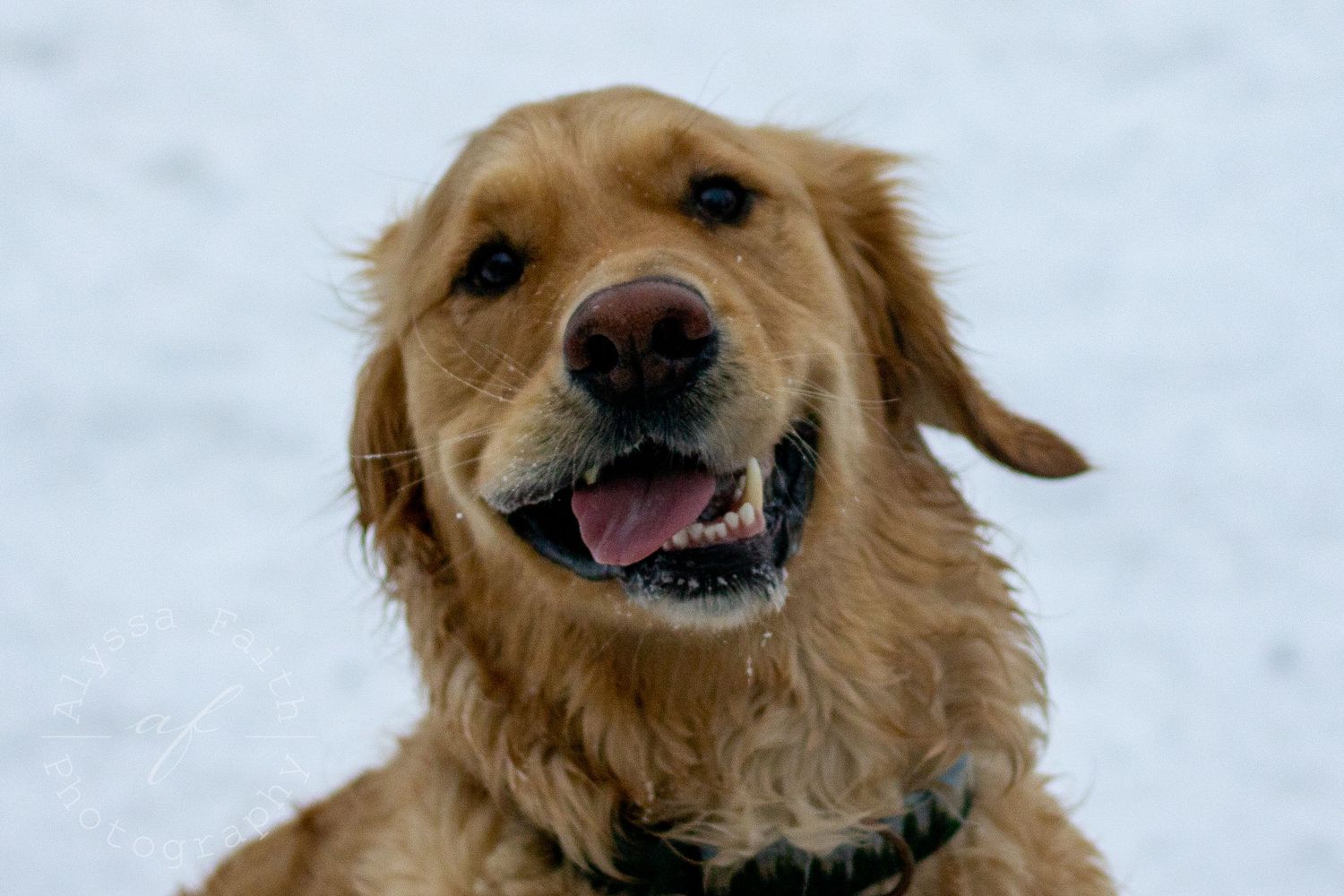 Golden retriever dog with happy expression shown in multiple close-up shots.