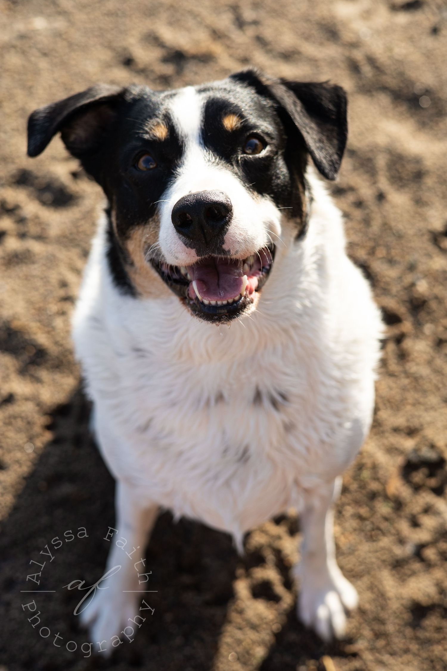Happy black and white dog with a big smile stands on dirt ground.