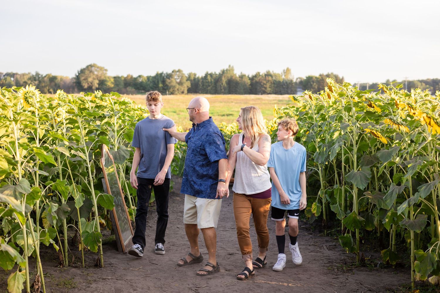 People walking through a sunflower field at sunset with tall stalks visible.