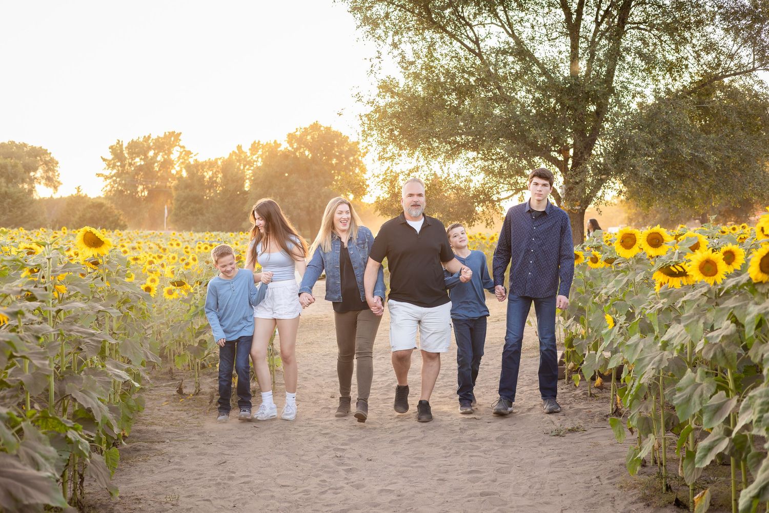 A family walks together through a sunflower field at golden hour creating a silhouetted panoramic view.